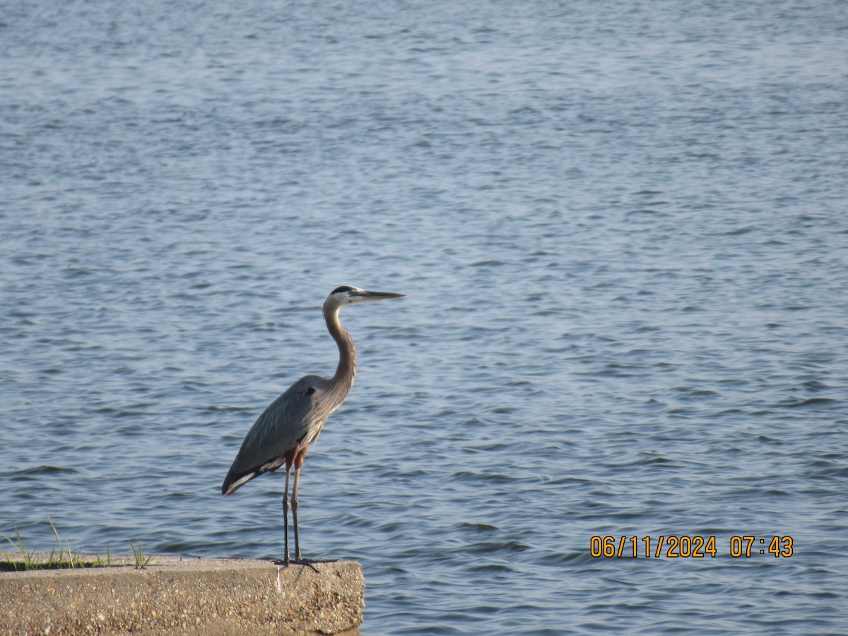 Great Blue Heron - ML620345477