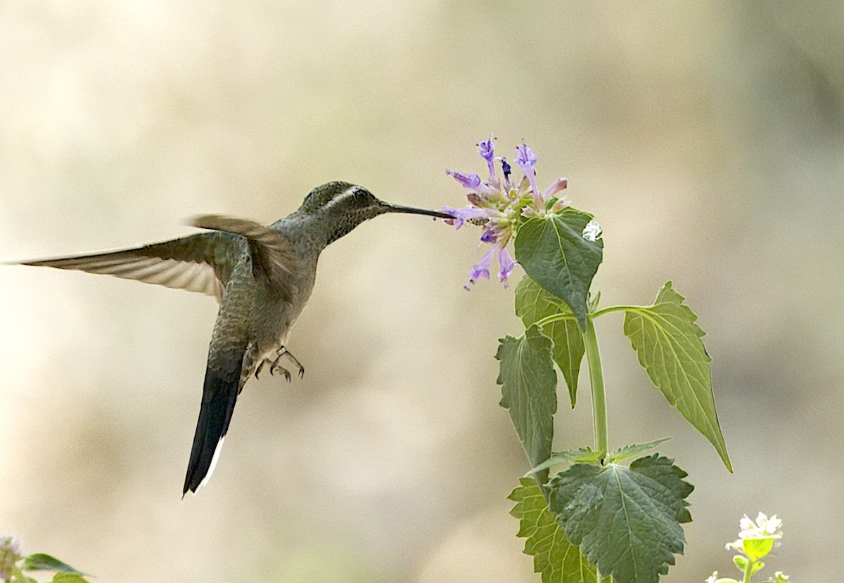 Blue-throated Mountain-gem - Carol Hippenmeyer