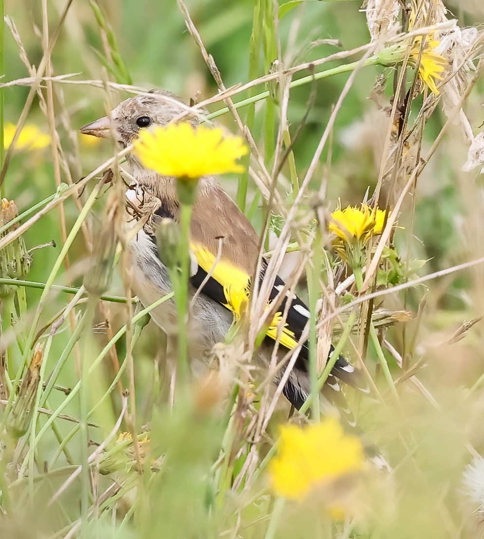 European Goldfinch - ML620345491