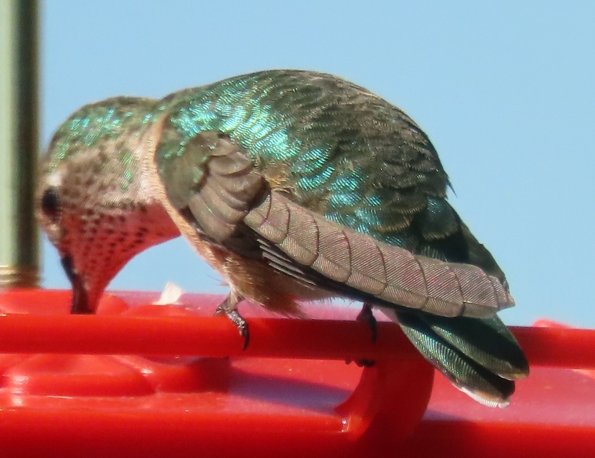 Geniş Kuyruklu Kolibri - ML620345498