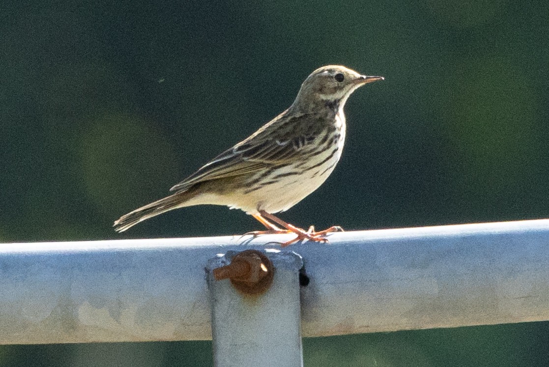 Meadow Pipit - ML620345499