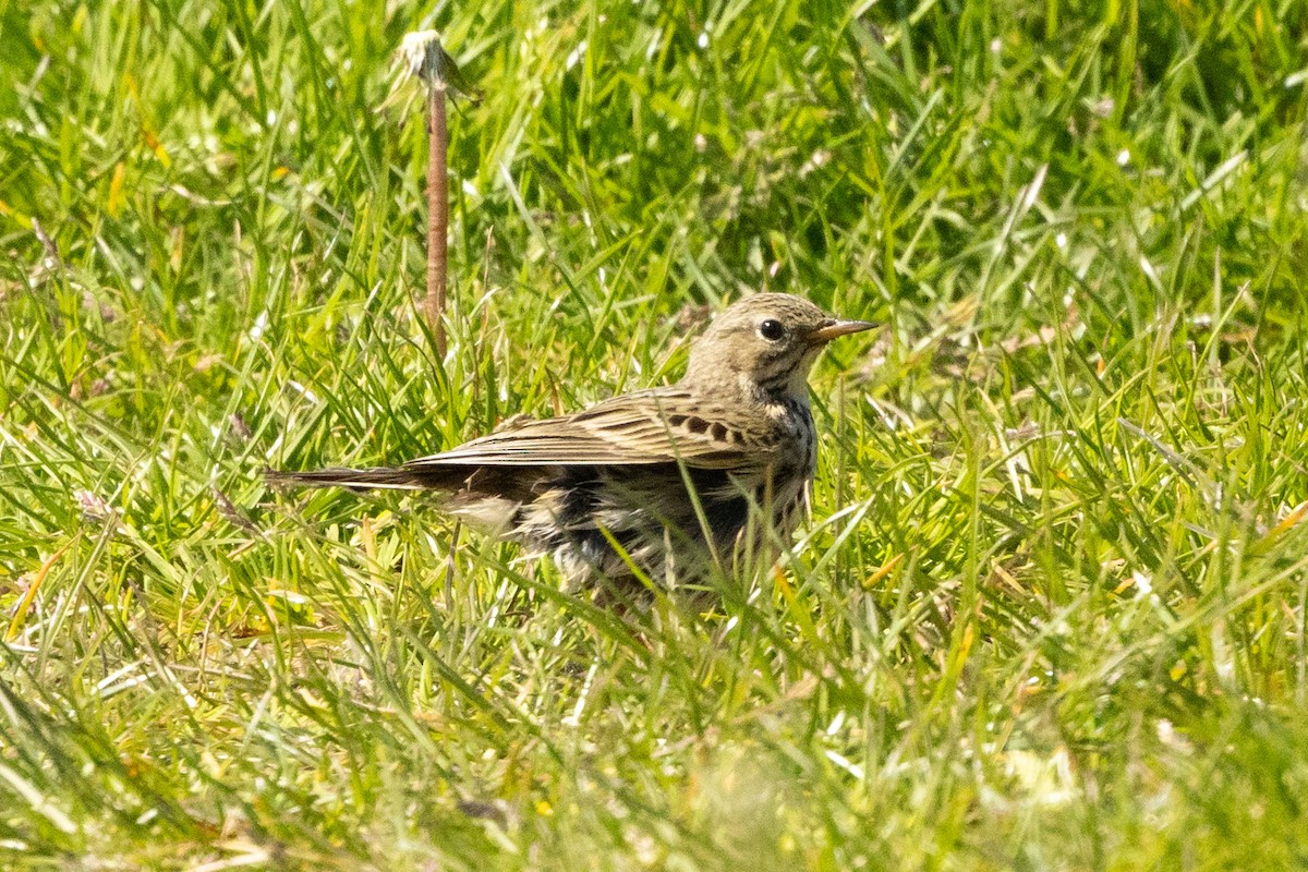 Meadow Pipit - ML620345501
