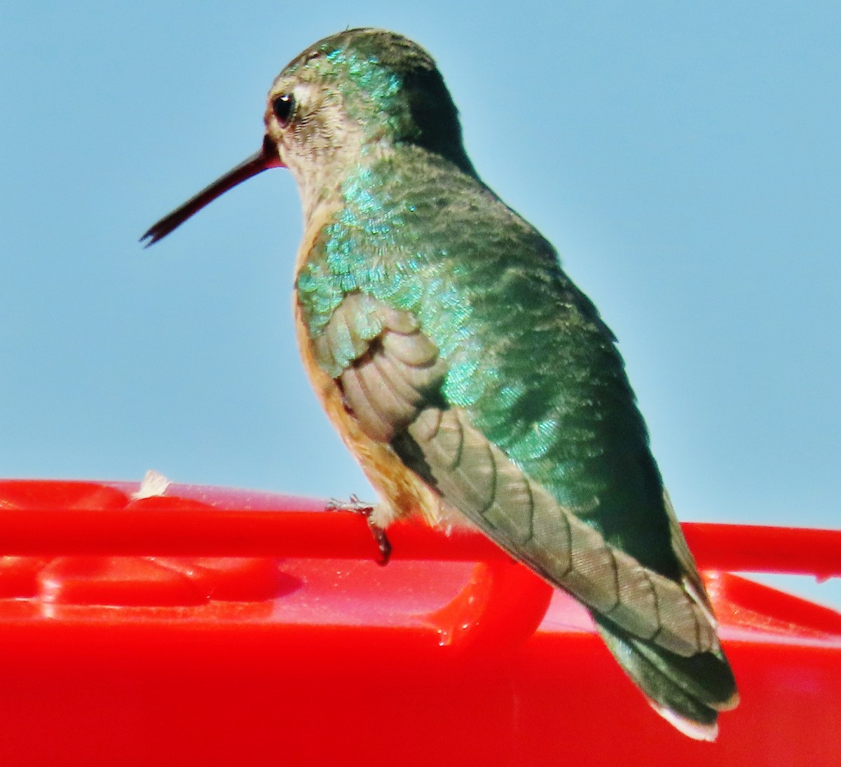Broad-tailed Hummingbird - ML620345507