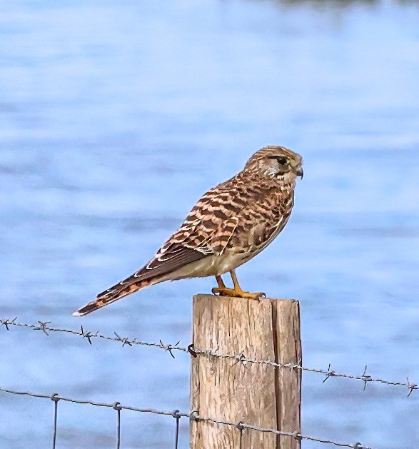 Eurasian Kestrel - ML620345515