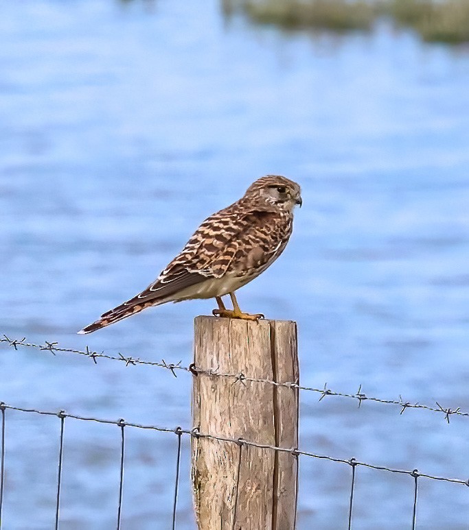 Eurasian Kestrel - ML620345518