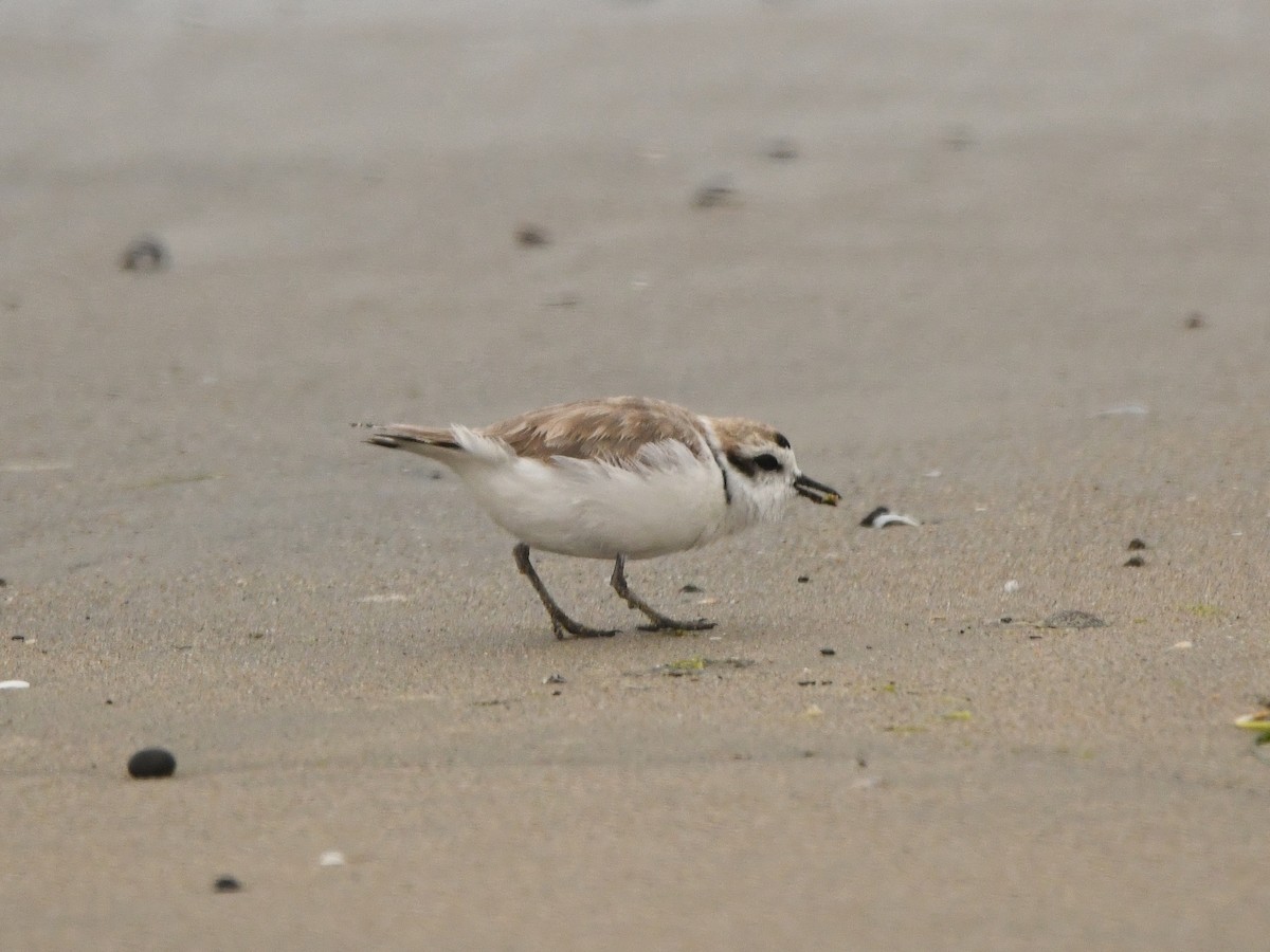 Snowy Plover - ML620345520