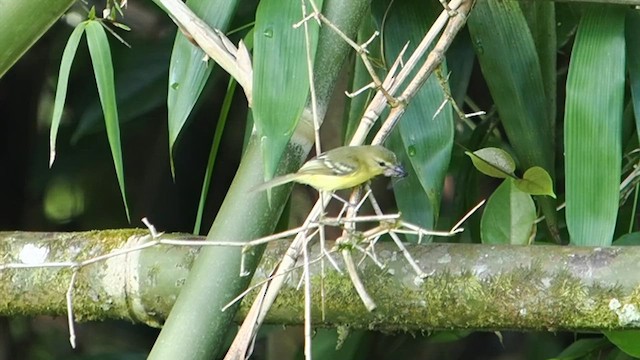 Yellow Tyrannulet - ML620345542