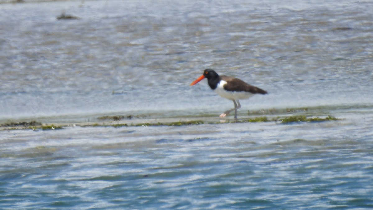 American Oystercatcher - ML620345565