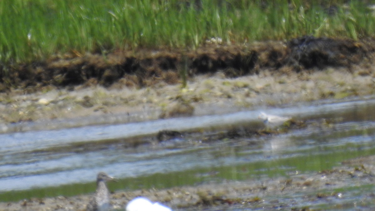 Piping Plover - ML620345569