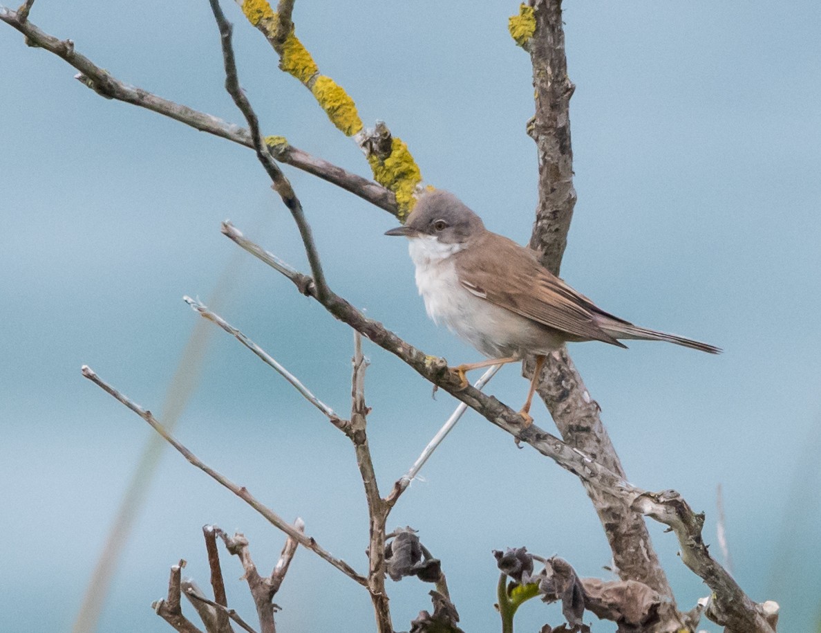 Greater Whitethroat - ML620345584