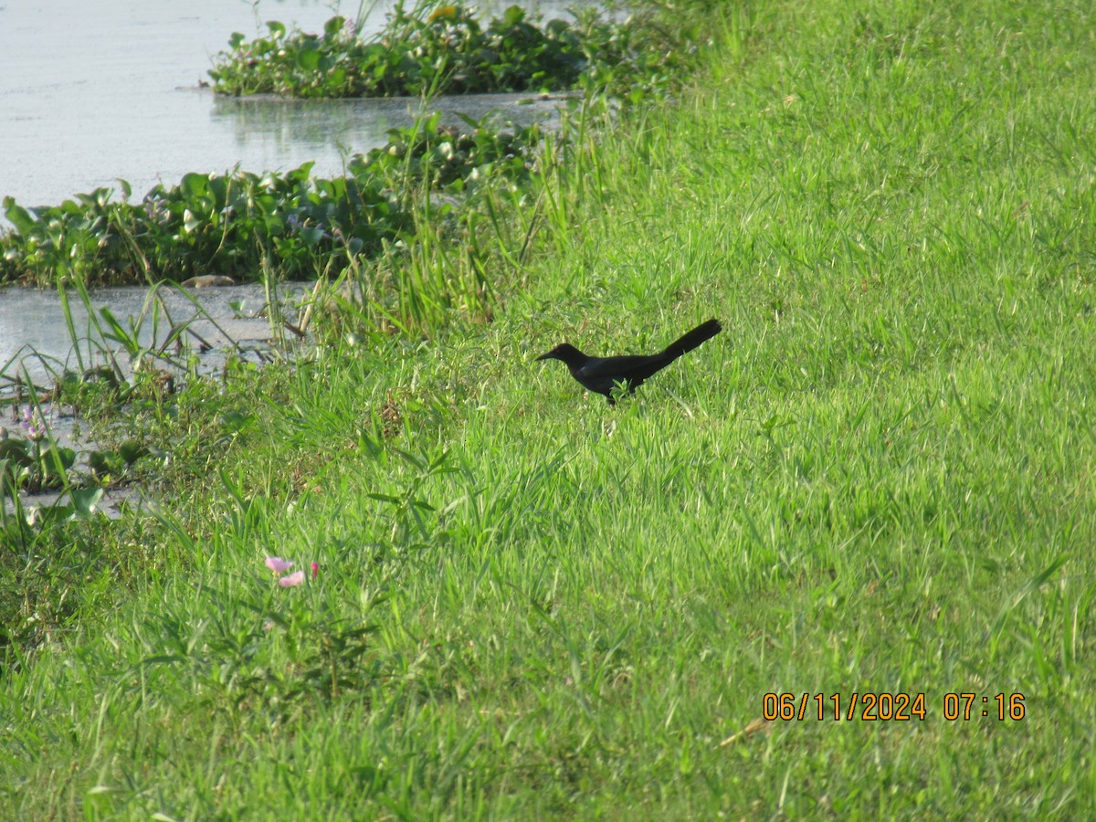 Boat-tailed Grackle - ML620345588
