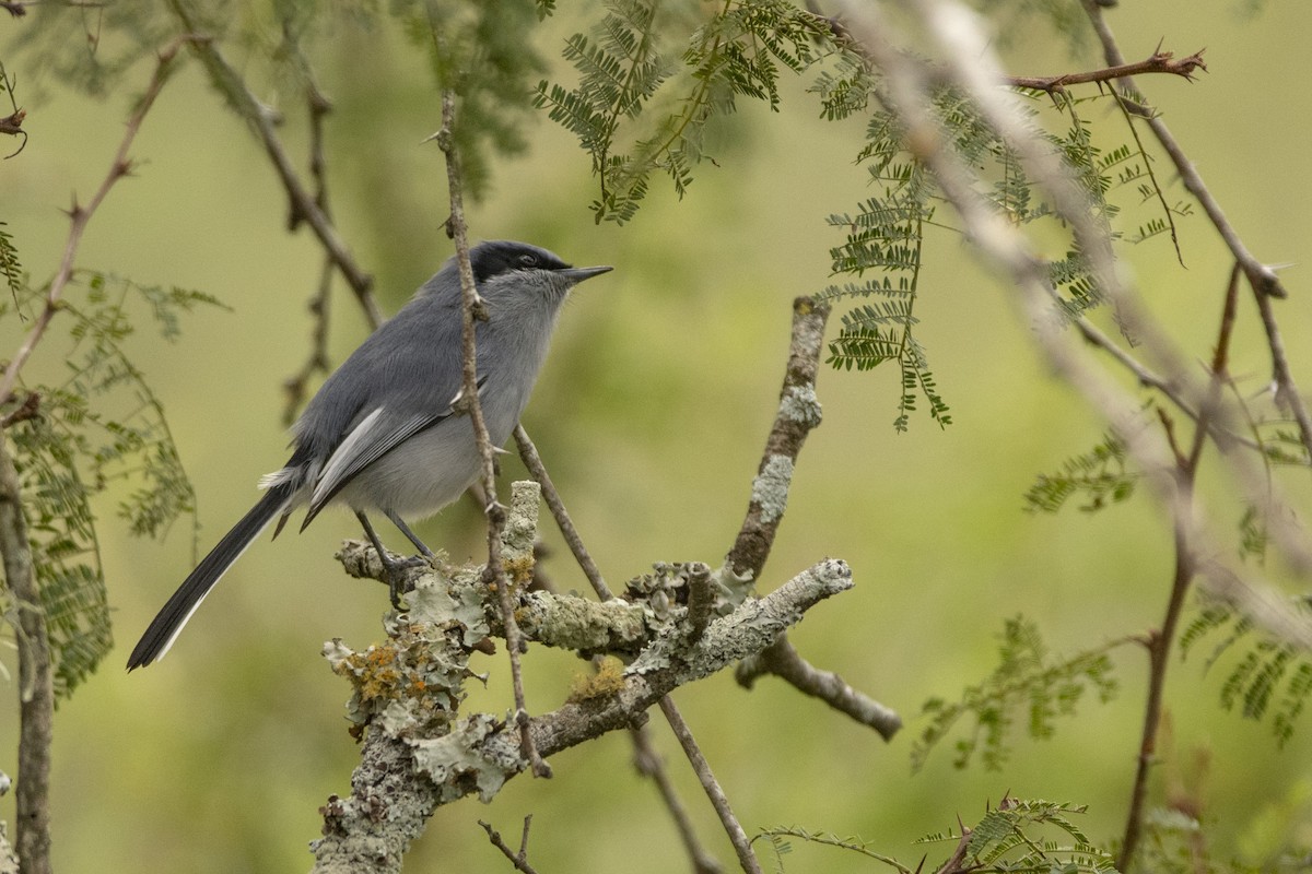 Masked Gnatcatcher - ML620345589