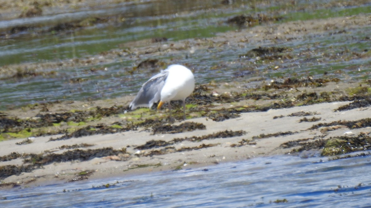 Herring Gull - ML620345597