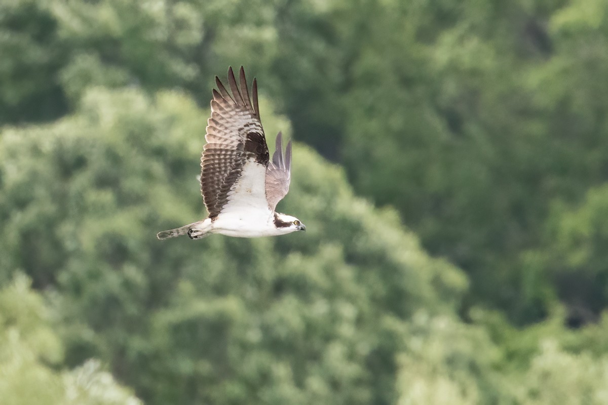 Balbuzard pêcheur - ML620345599