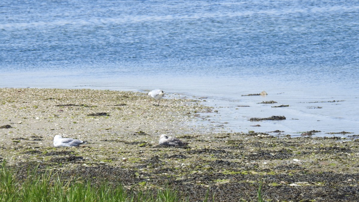 Herring Gull - ML620345603