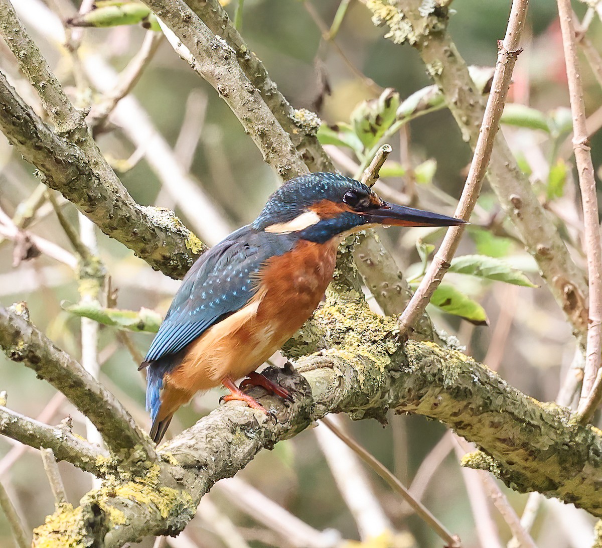 Common Kingfisher - ML620345615