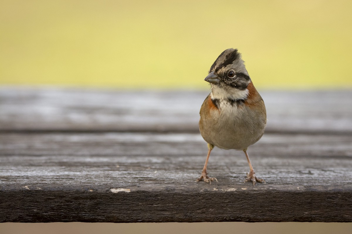 Rufous-collared Sparrow - ML620345616