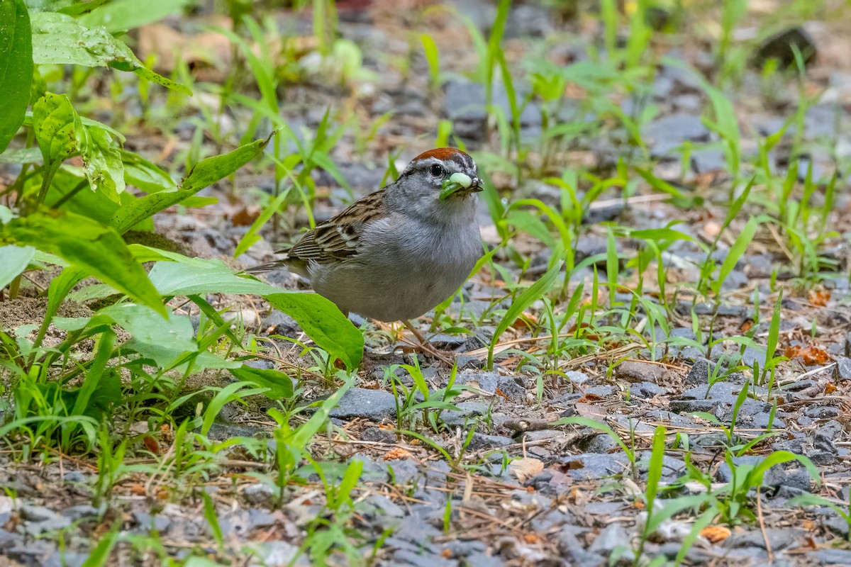 Chipping Sparrow - ML620345635
