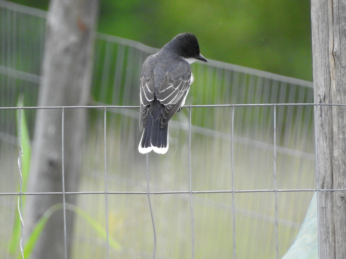 Eastern Kingbird - ML620345639