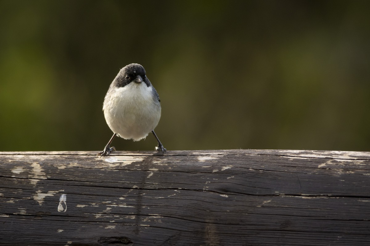 Black-capped Warbling Finch - ML620345647