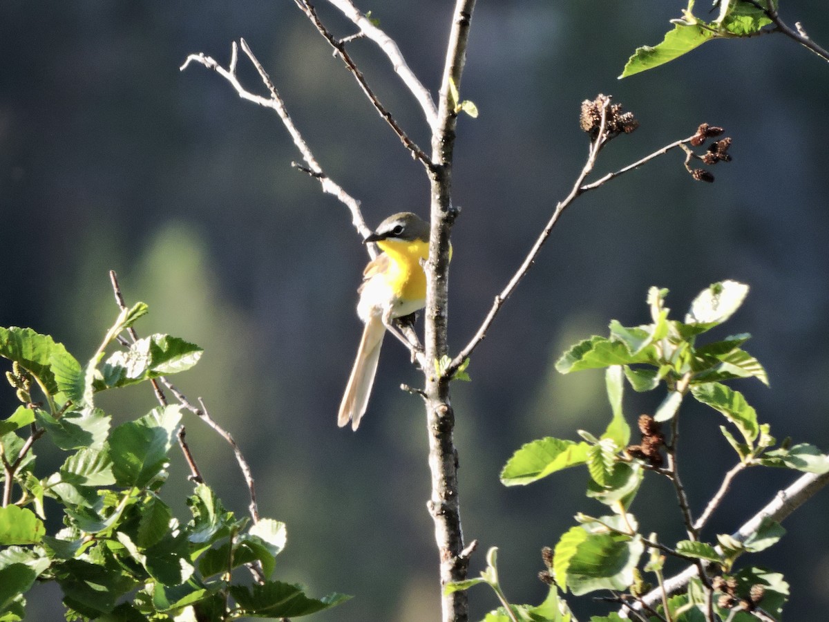 Yellow-breasted Chat - ML620345659