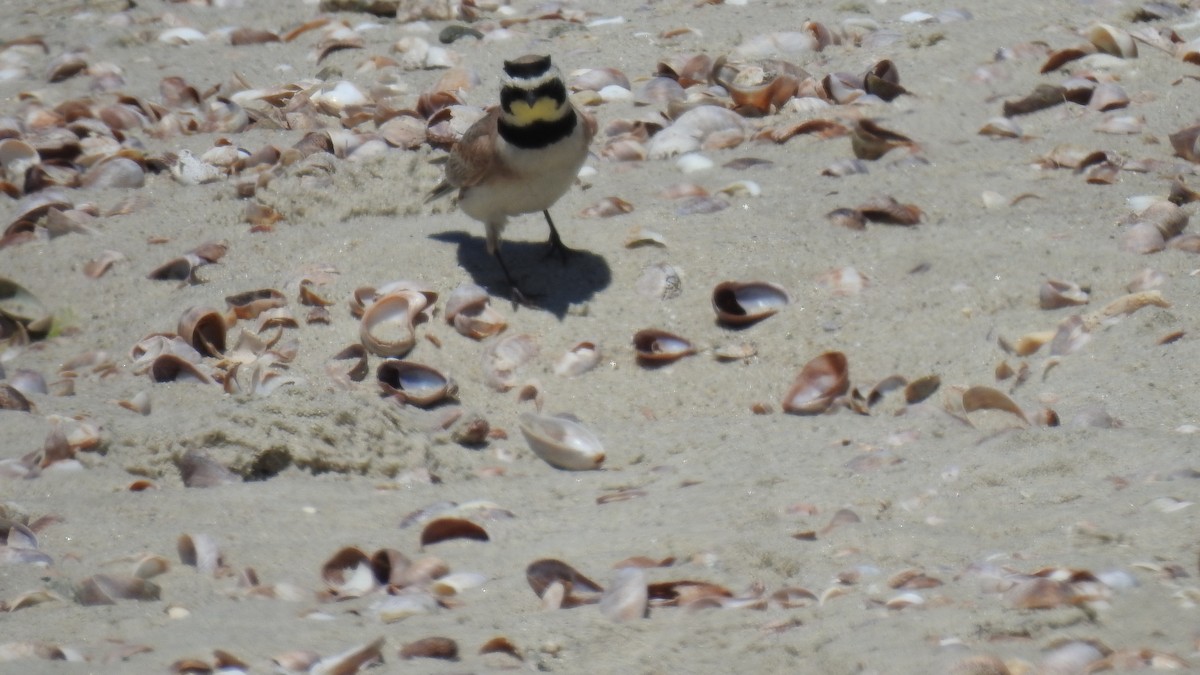 Horned Lark - ML620345671