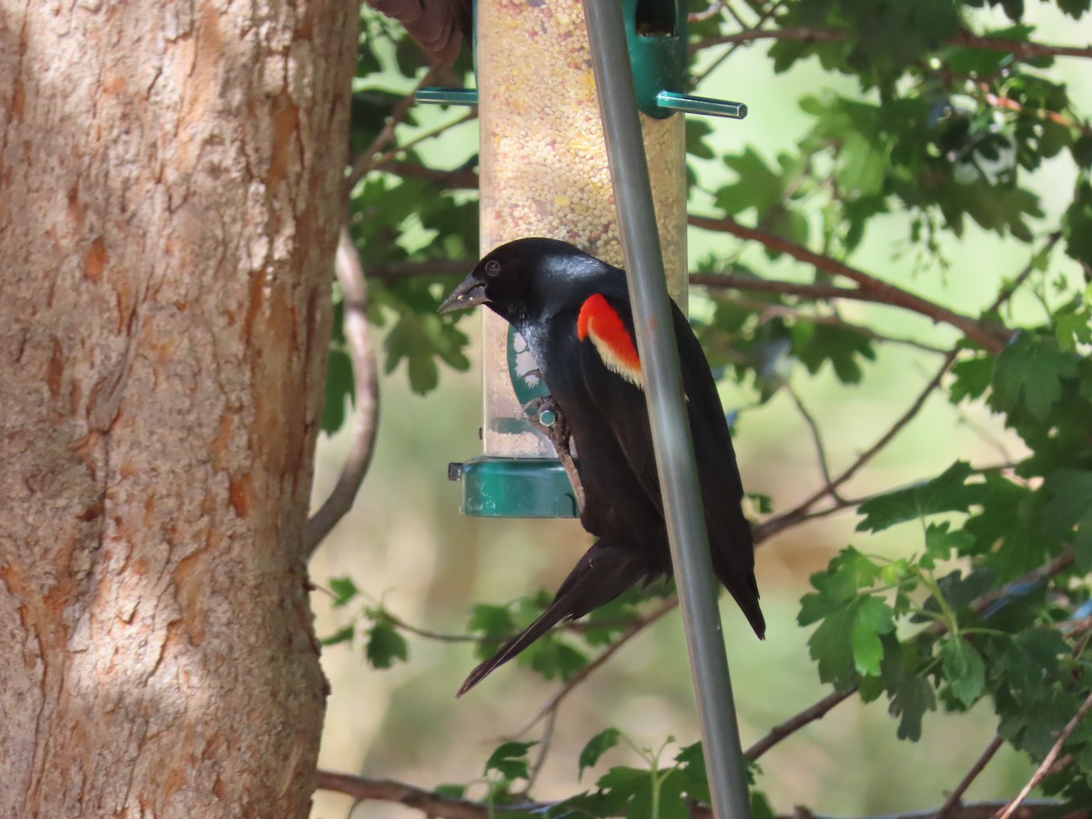 Red-winged Blackbird - ML620345678