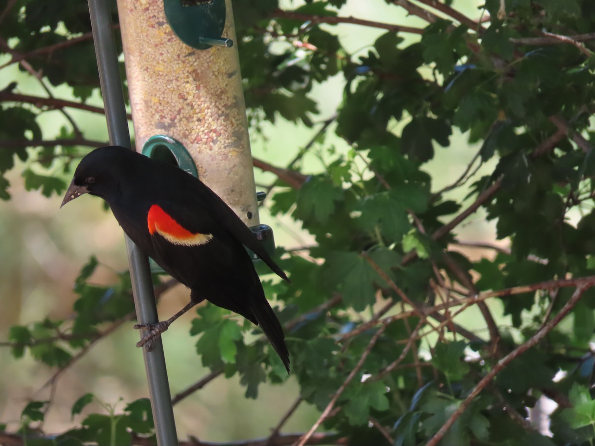 Red-winged Blackbird - ML620345695