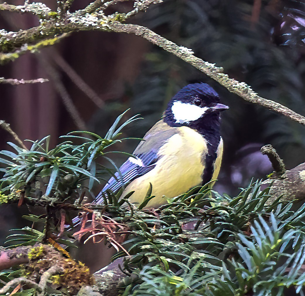 Mésange charbonnière - ML620345698