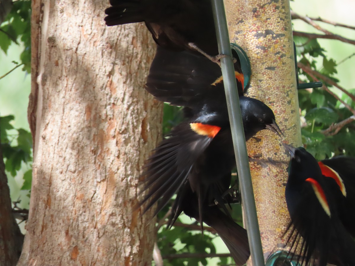 Red-winged Blackbird - ML620345702