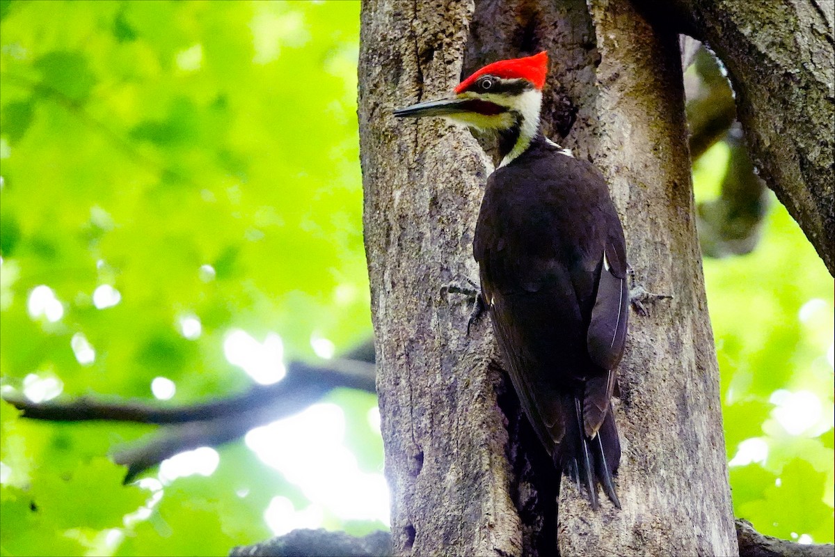 Pileated Woodpecker - ML620345703