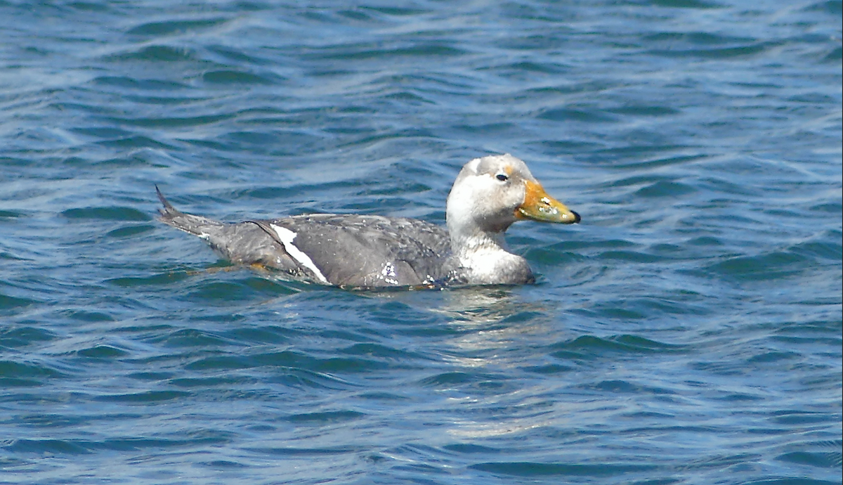 Flightless Steamer-Duck - ML620345721