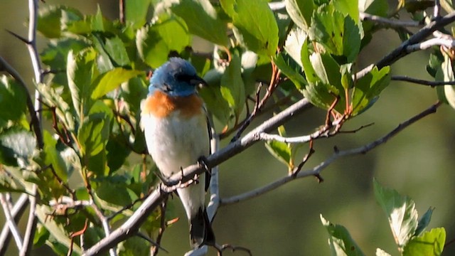 Lazuli Bunting - ML620345735