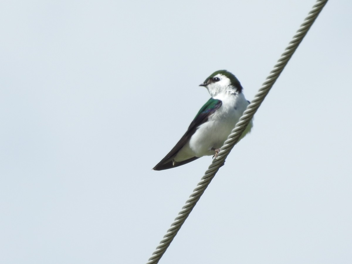 Violet-green Swallow - ML620345742