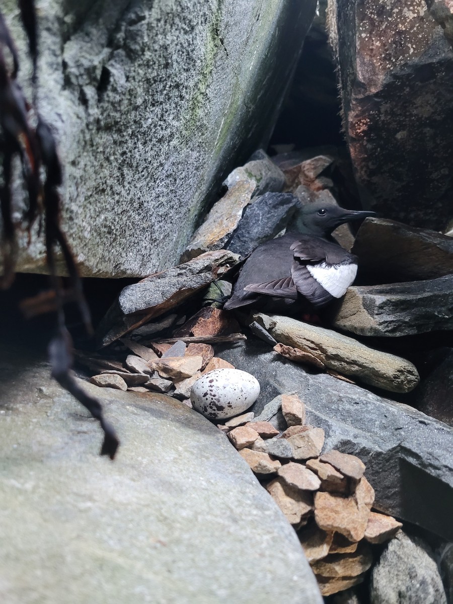 Black Guillemot - ML620345747