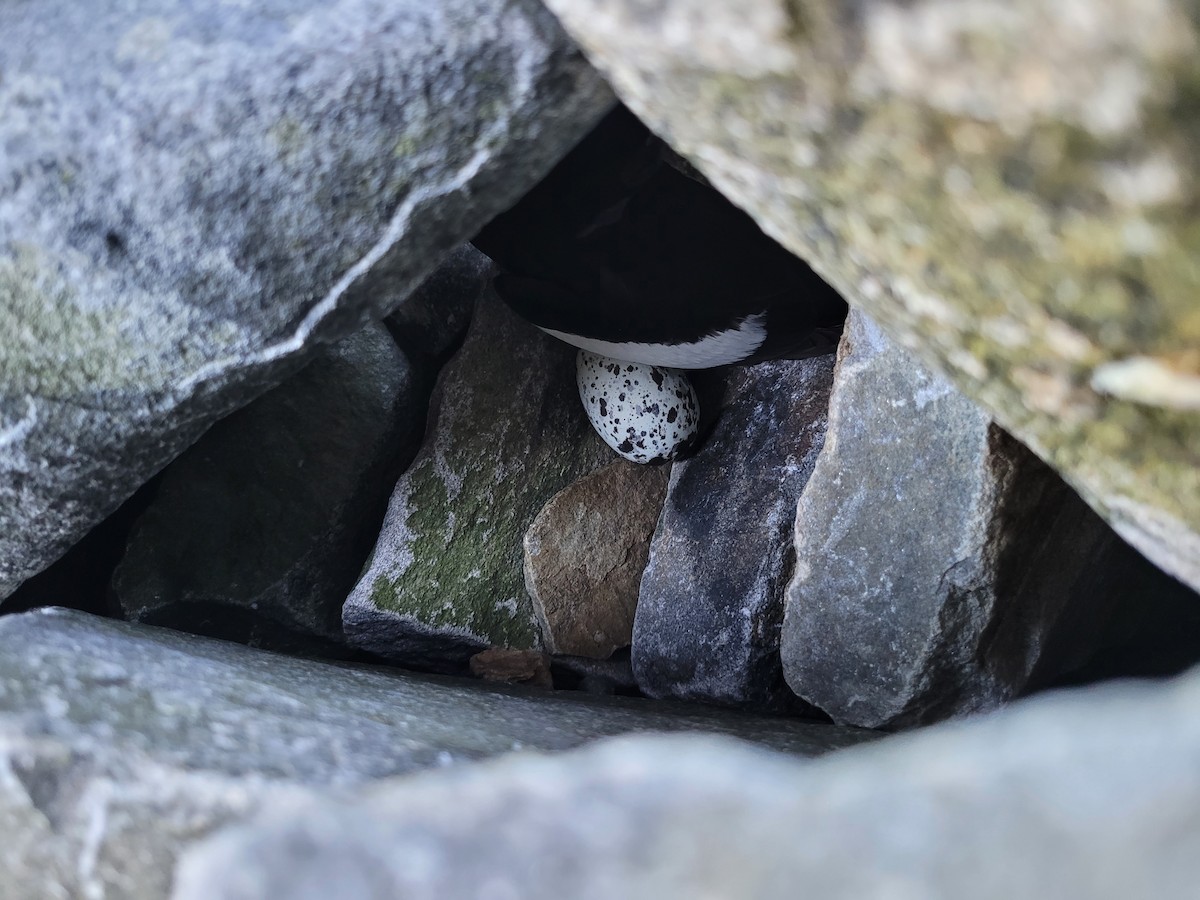 Black Guillemot - ML620345750