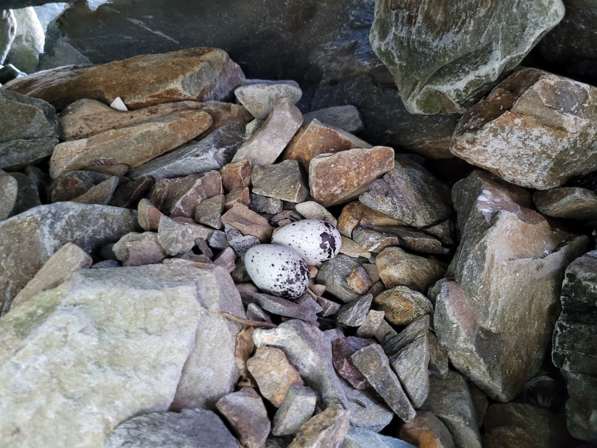 Black Guillemot - ML620345751