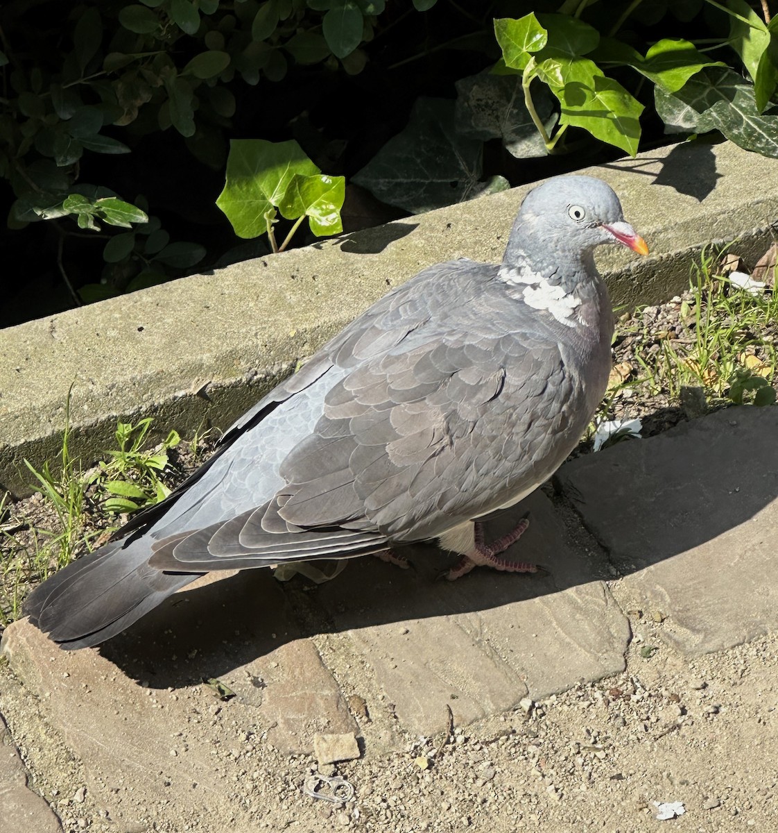Common Wood-Pigeon - ML620345760