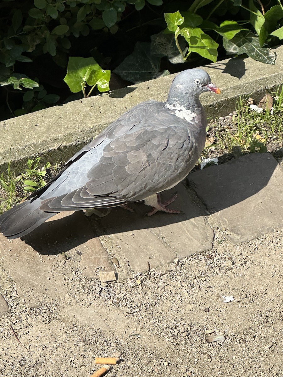 Common Wood-Pigeon - ML620345761