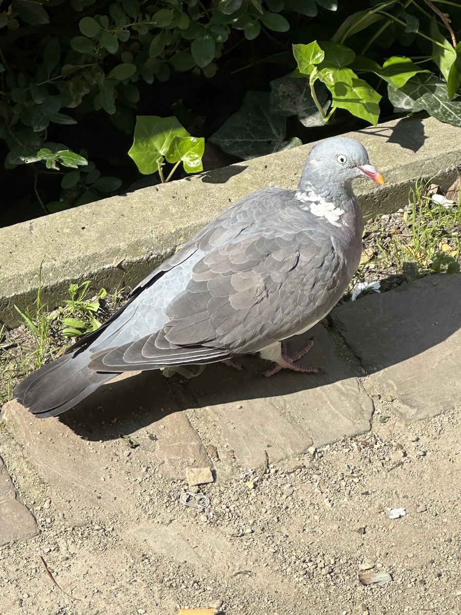 Common Wood-Pigeon - ML620345762