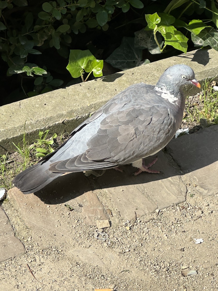 Common Wood-Pigeon - ML620345763