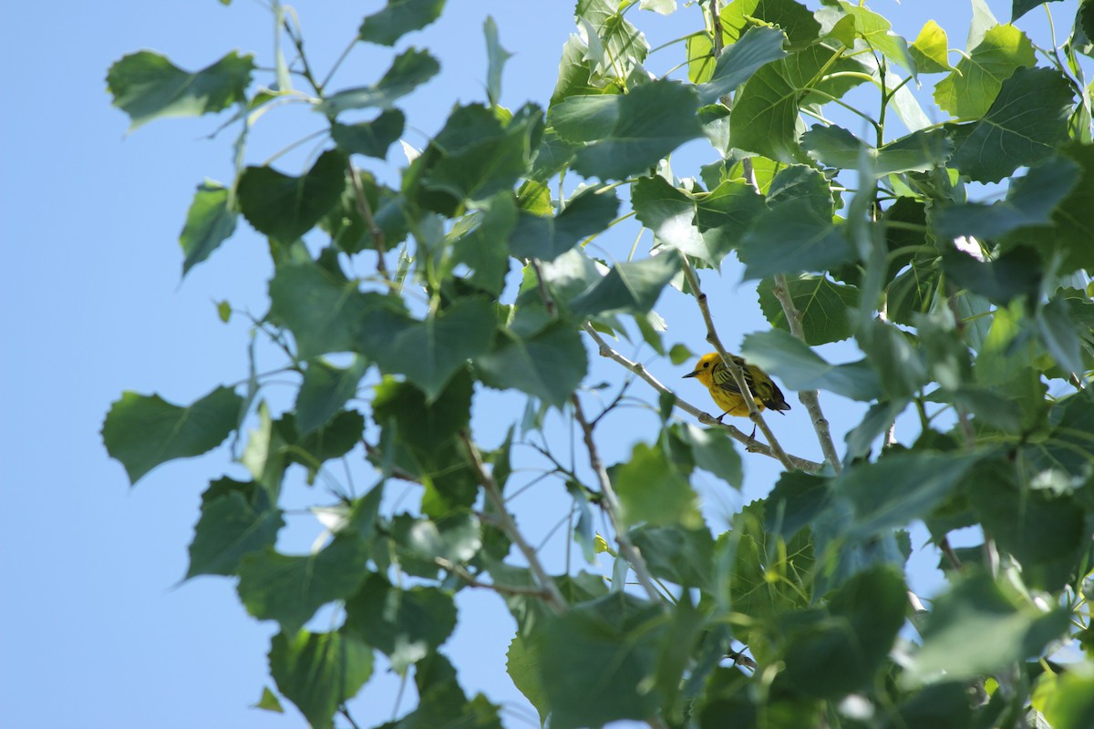 Yellow Warbler - ML620345769