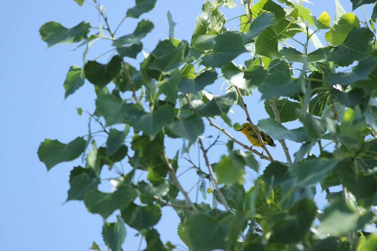 Yellow Warbler - Mike & Angela Stahl