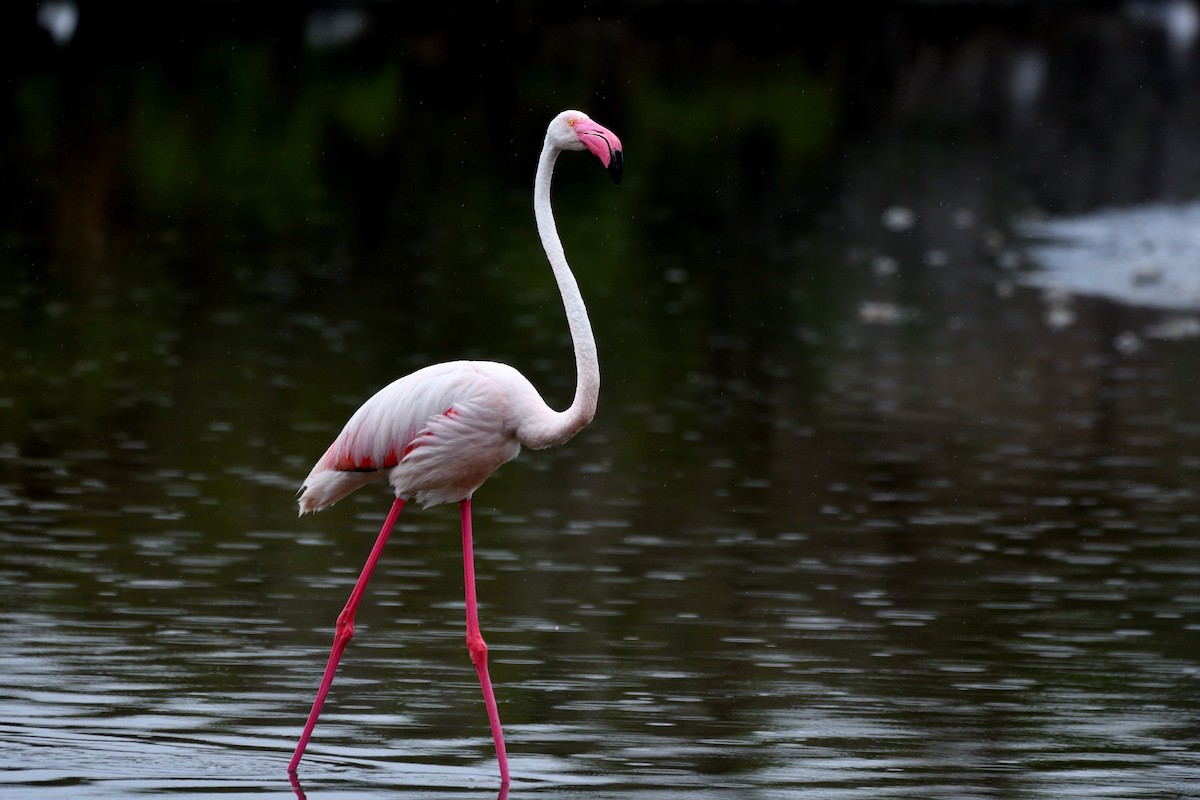 Greater Flamingo - Alejandro Gómez Vilches
