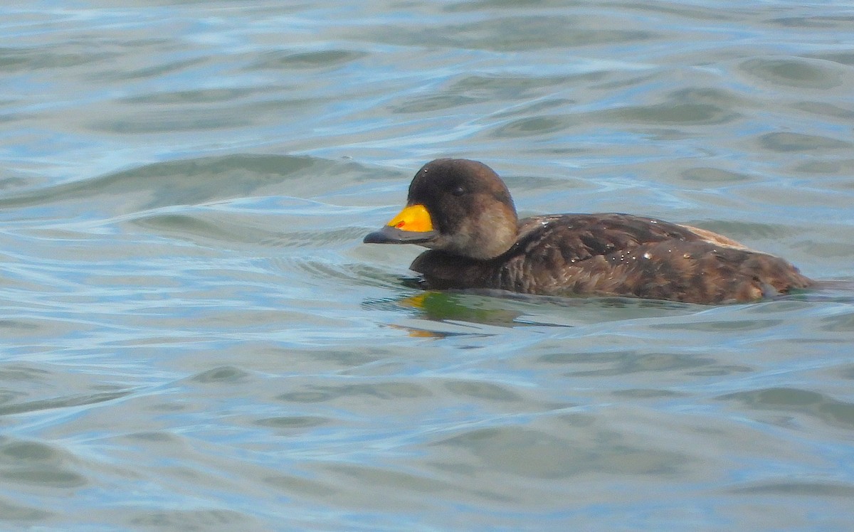 Black Scoter - ML620345794