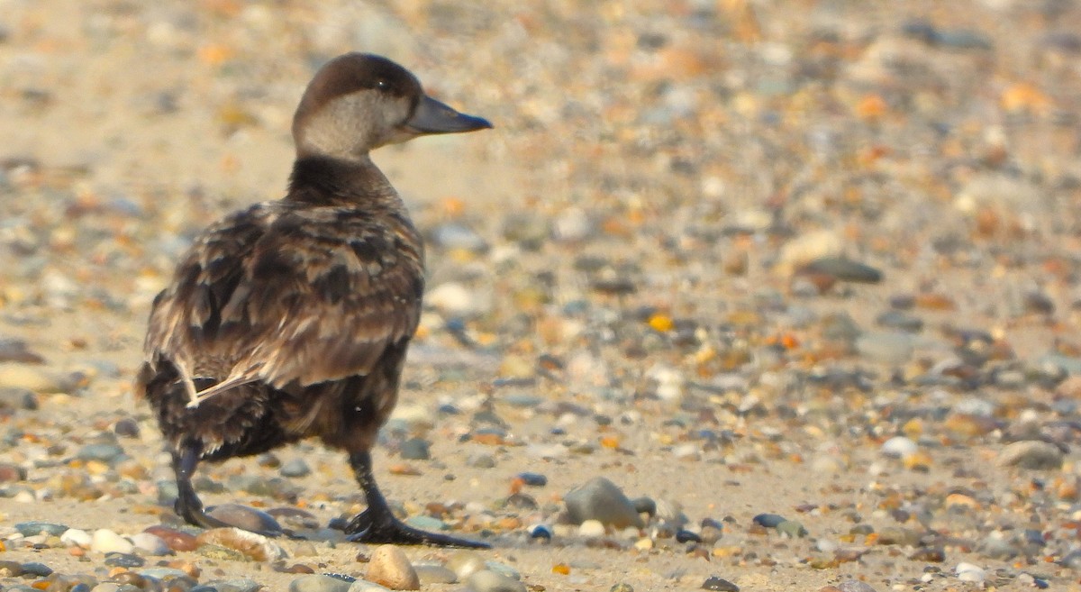 Black Scoter - ML620345795