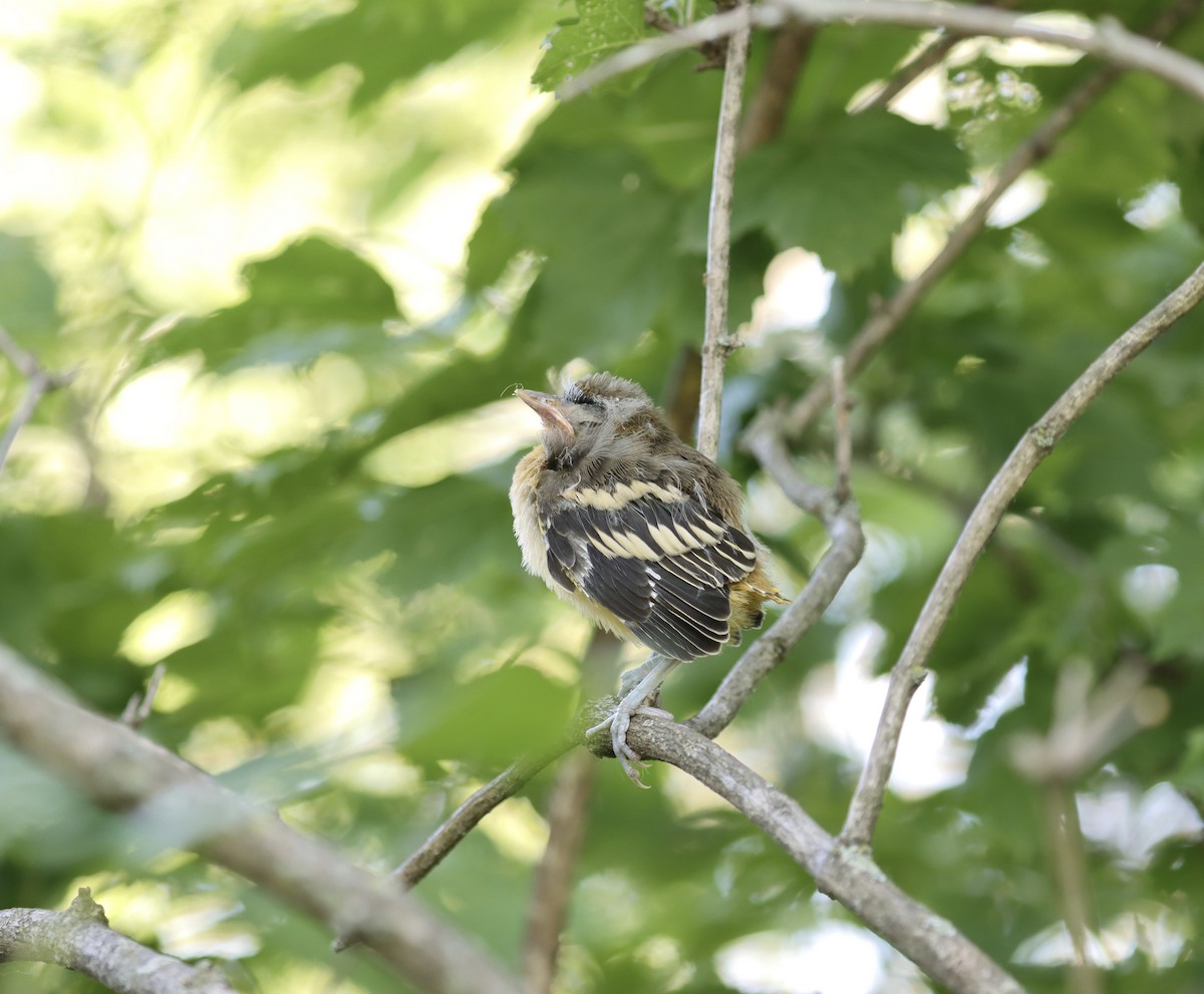 Baltimore Oriole - ML620345802