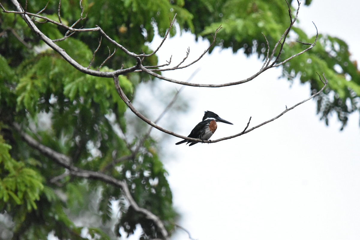 Amazon Kingfisher - Josey Garcia