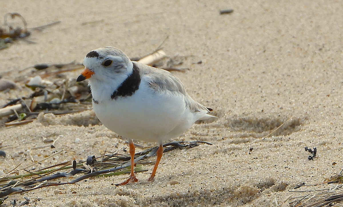 Piping Plover - ML620345813