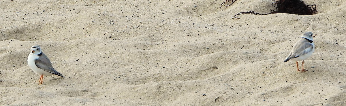 Piping Plover - ML620345815